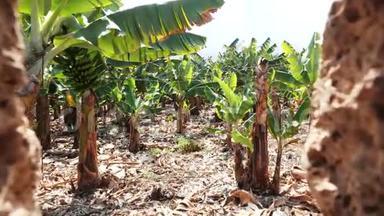 从栅栏的一个洞看香蕉种植园。 加那利群岛的香蕉。 生长在树上的绿色香蕉。